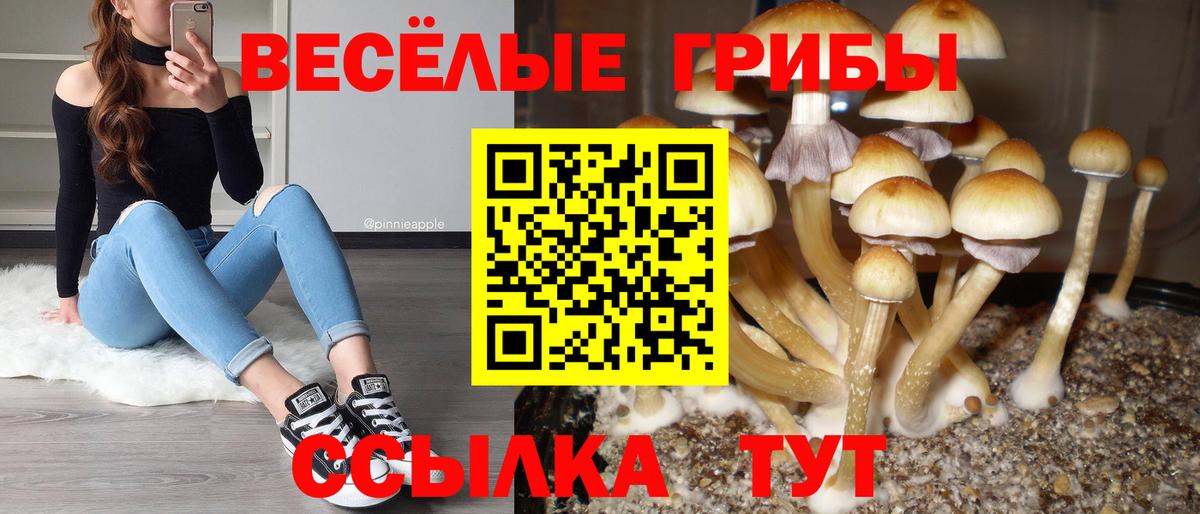 Звенигород  Псилоцибиновые грибы Cubensis  Вход с VPN 